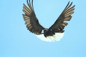Nikolaev porumbei rasă revizuire cu fotografie