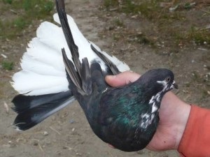 Nikolaev porumbei rasă revizuire cu fotografie