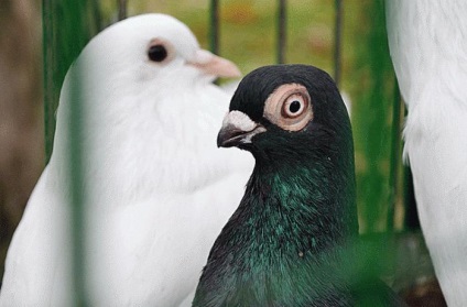 Nikolaev galambok - madarak, hogy értékelik a világ minden tájáról