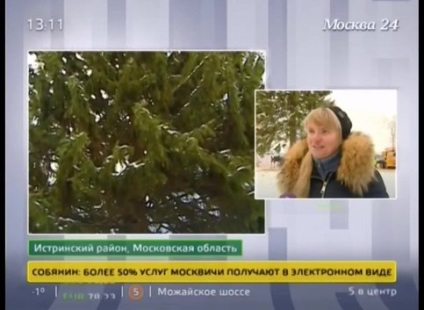 Tradiția de Anul Nou de a alege copacul potrivit și de ce nu o puteți tăia singur - Moscova 24