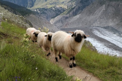 Ei bine, tu și oile! Elvețieni nobili - râzând sau plângând