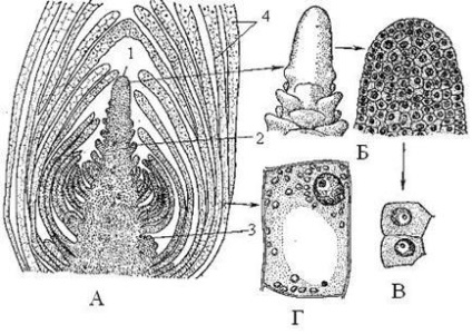 Materiale educative