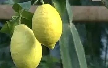 Lemon tăiere pentru a forma coroana corectă