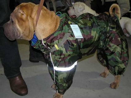 Îmbrăcămintea pentru câini Sharpei oferă o selecție