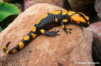 Fiery Salamander - creaturi misterioase - știri