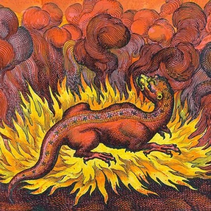 Fiery Salamander - creaturi misterioase - știri