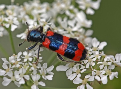 Periculoase insecte și șerpi din orașul Dubna, viper negru