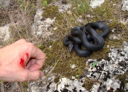 Periculoase insecte și șerpi din orașul Dubna, viper negru