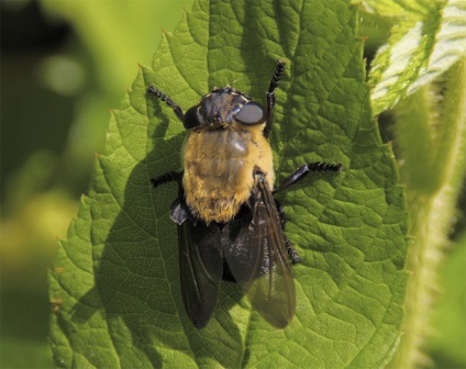 Periculoase insecte și șerpi din orașul Dubna, viper negru