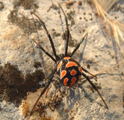 Periculoase insecte și șerpi din orașul Dubna, viper negru