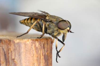 Periculoase insecte și șerpi din orașul Dubna, viper negru