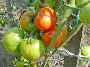 Descrierea celor mai bune soiuri de tomate pentru cultivare în sere și teren deschis