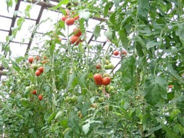 Descrierea celor mai bune soiuri de tomate pentru cultivare în sere și teren deschis