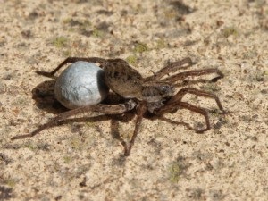 Descrierea speciilor de păianjeni - lup, caracteristică, fotografie