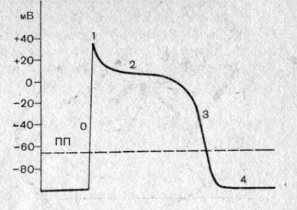 Idei de bază despre electrofiziologia celulară a inimii - mecanismele apariției tulburărilor