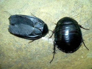 Caracteristicile gândacului egiptean
