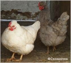 Caracteristicile conținutului de găini ouătoare - selyanochka - portal pentru agricultori, agricultură,
