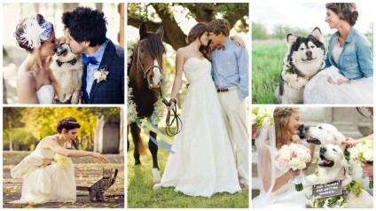 Jellemzők esküvői fotózásra állatokkal