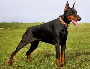 Caracteristicile personajului Doberman Pinscher și dacă acesta este potrivit pentru păstrarea în casă