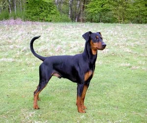 Caracteristicile personajului Doberman Pinscher și dacă acesta este potrivit pentru păstrarea în casă