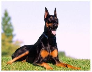 Caracteristicile personajului Doberman Pinscher și dacă acesta este potrivit pentru păstrarea în casă