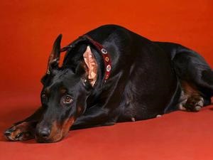 Caracteristicile personajului Doberman Pinscher și dacă acesta este potrivit pentru păstrarea în casă