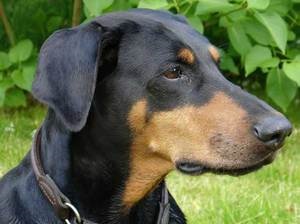 Caracteristicile personajului Doberman Pinscher și dacă acesta este potrivit pentru păstrarea în casă