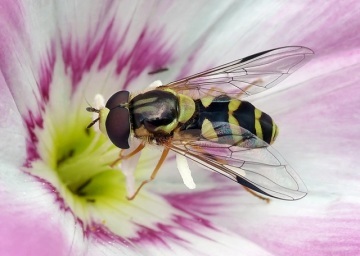 Atenție! Insecte otrăvitoare