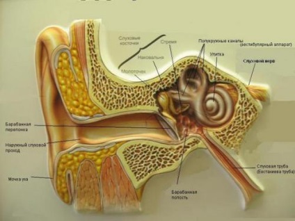 Akut gyulladásos és fertőző betegségek a középfül - influenzaellenes otitis kezelés Moszkva