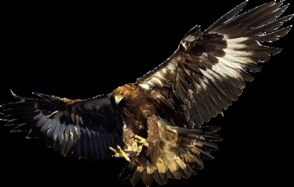 Golden Eagle