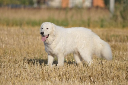 Shepherd, 4. rész