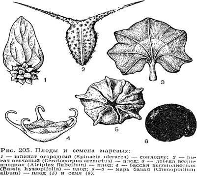 Descrieți varza de familie (cruciferă), culturale, buruieni și specii sălbatice