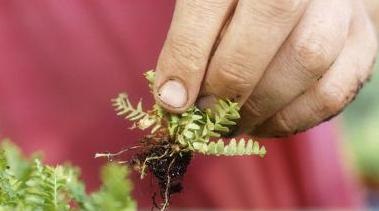 Îngrijirea de îngrijire la domiciliu lasă la domiciliu îngrijirea camerei de ferigă