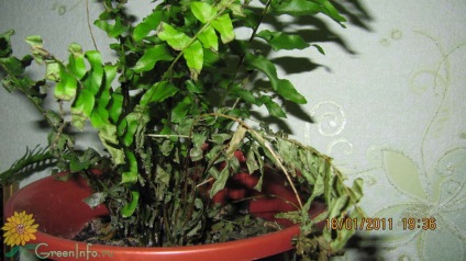 Fern otthoni gondozást száraz levelek - a páfrány szoba otthoni gondozást