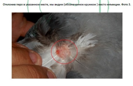 Infecția cu paramyxovirus a porumbeilor