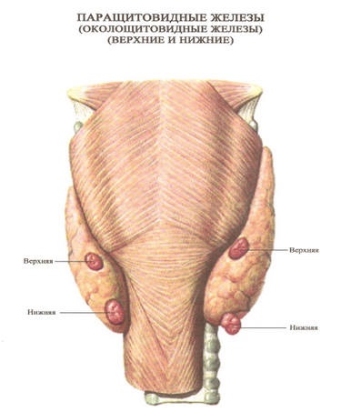 Glandele paratiroidiene