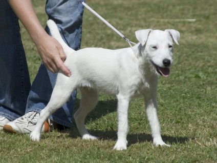 Parson a stabilit terierul - o rasă de vânătoare