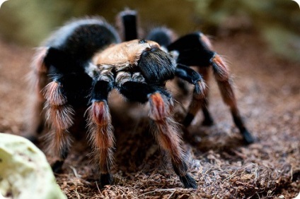 Spider-tarantula brachypelma boehmei