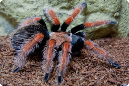 Spider-tarantula brachypelma boehmei