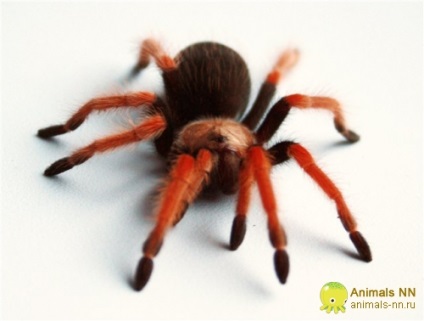 Spider-tarantula brachypelma boehmei, conținut, îngrijire, experiență personală