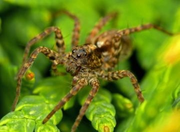 Spider-lupul - prădător rătăcios