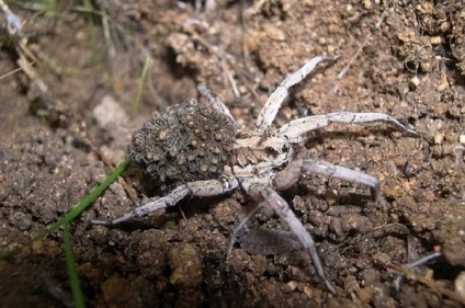 Spider-Wolf fotografie și fapte curioase