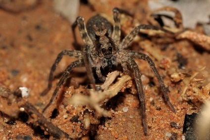 Spider-Wolf fotografie și fapte curioase