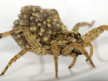 Spider-Wolf fotografie și fapte curioase