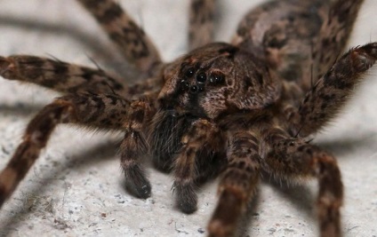 Spider-Wolf fotografie și fapte curioase