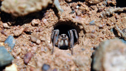 Spider-Wolf - fotografie, descriere, produse alimentare, conținut, cumpărare