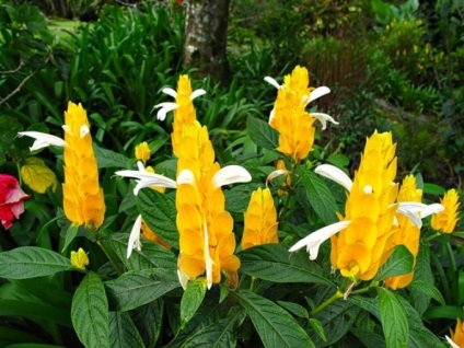 Pachystachys - virágzó sárga gyertyát! Növények - Növények a kertben