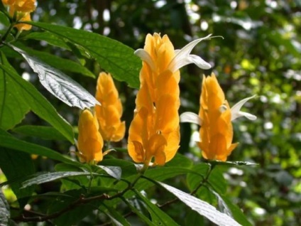 Pachystachys - virágzó sárga gyertyát! Növények - Növények a kertben