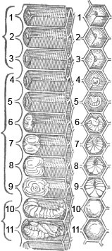 Apicultura, dezvoltarea albinelor