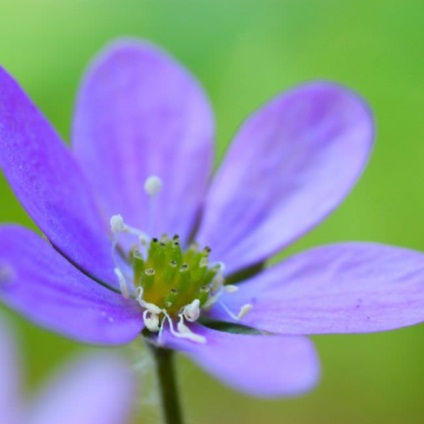 Ficat (65 de fotografii), soiuri, caracteristici de plantare, îngrijire și reproducere, aliniere cu alții